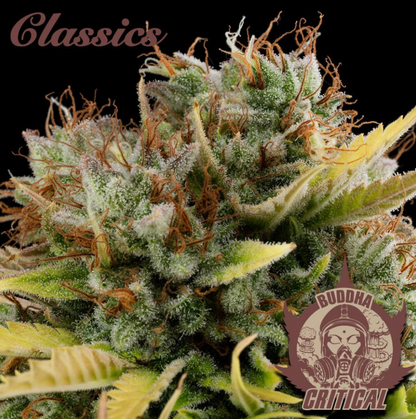 BUDDHA CRITICAL FEM