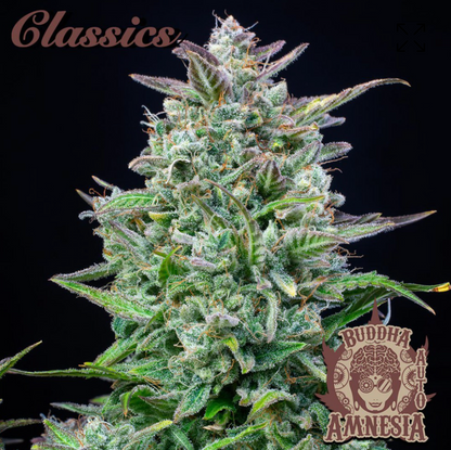 BUDDHA AMNESIA FEM
