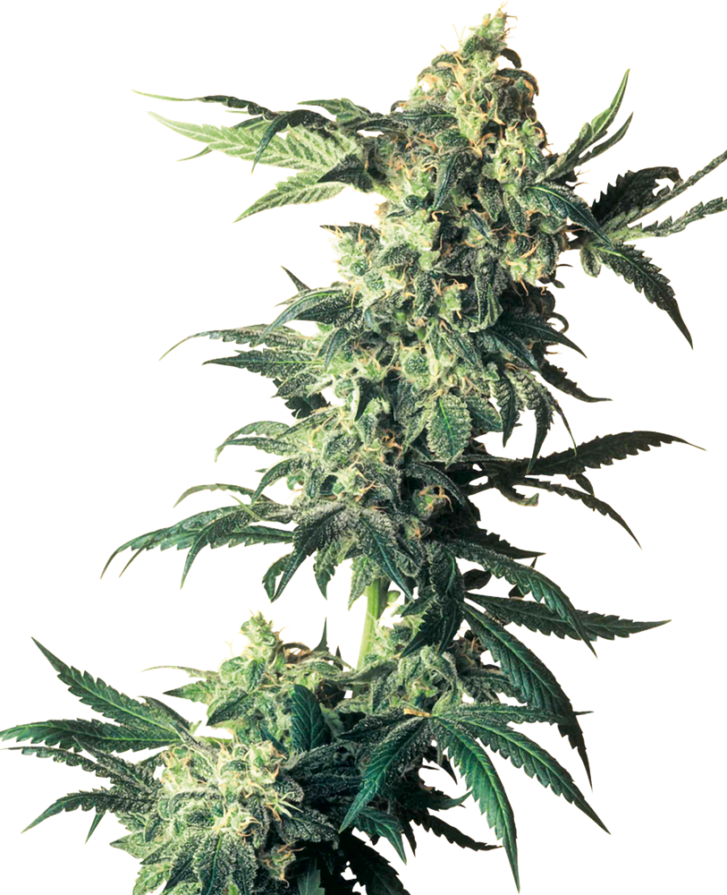 NORTHERN LIGHTS FEM