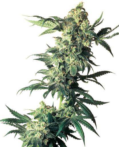 NORTHERN LIGHTS FEM