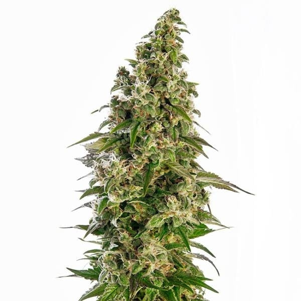 AFGHANI #1 AUTO FEM