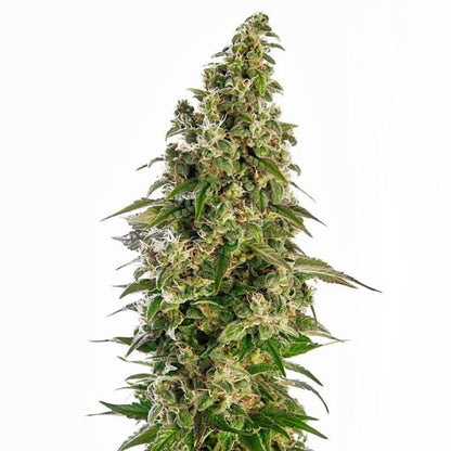AFGHANI #1 AUTO FEM