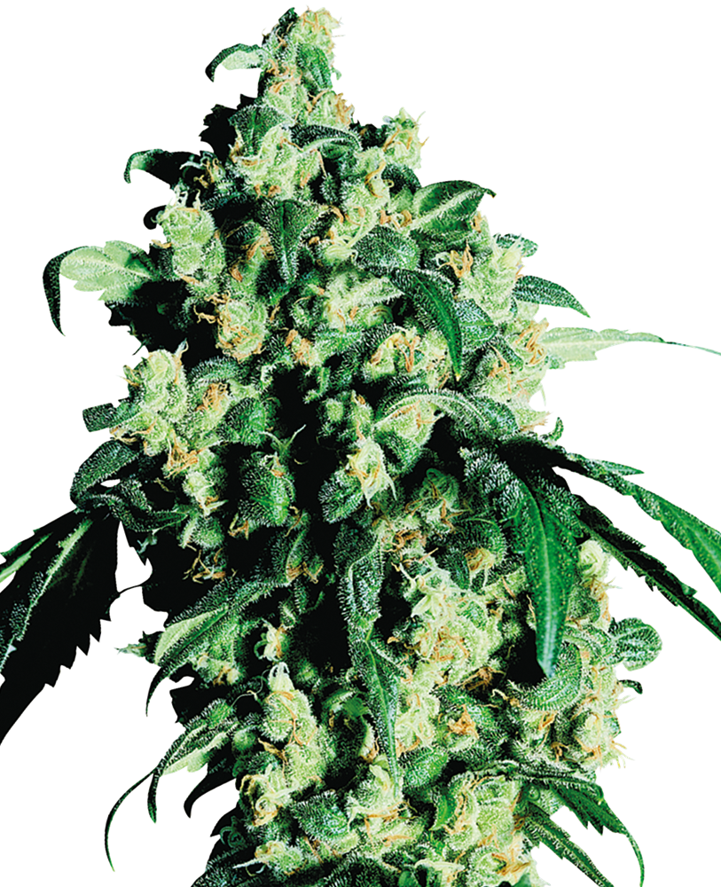 SUPER SKUNK FEM