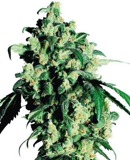 SUPER SKUNK FEM